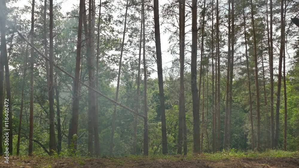 smoke among the trunks of pine trees slow motion video smoke among the trunks of pine trees slow motion video
