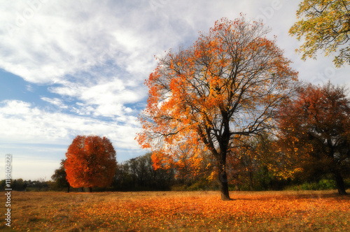 Lonely beautiful autumn tree. Soft focus applied
