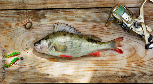 Freshly cathing perch(bass) laying on old wooden background with