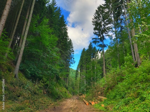 Waldweg 