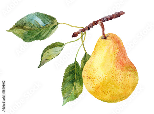 Fototapeta the fruit of pear on the tree branch watercolor on the white background