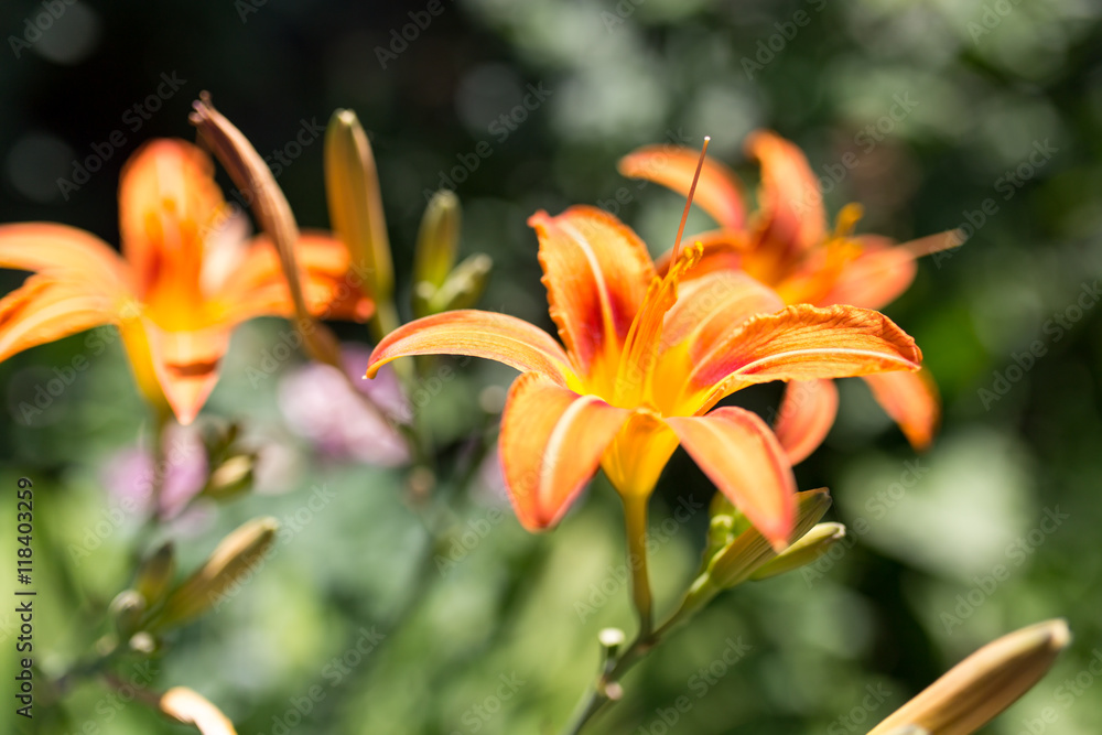 beautiful orange flower in nature beautiful orange flower in nature
