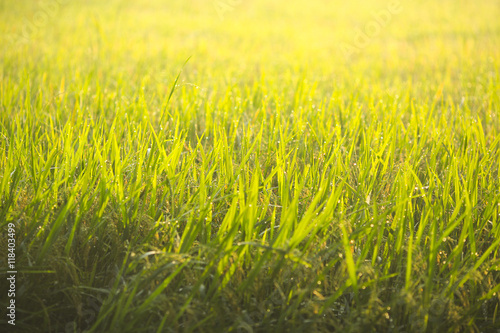 Blur image of paddy field during golden sunrise with dramatic li