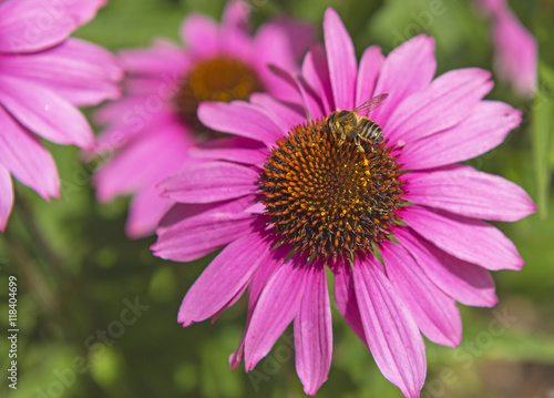 Pink flowers in the garden in summer