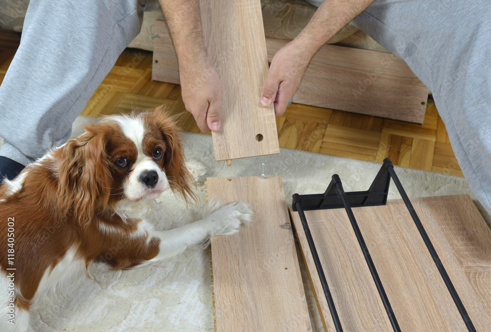 Man assembling parts of new furniture and his dog (Cavalier King Charles Spaniel) holding the plank for him