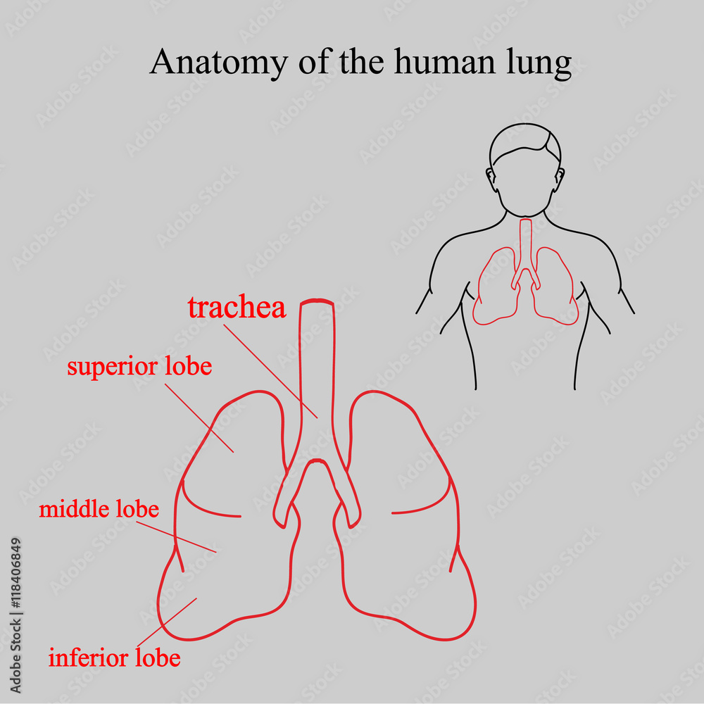 Anatomy of the human lung. Location lungs in the human body. Parts of ...