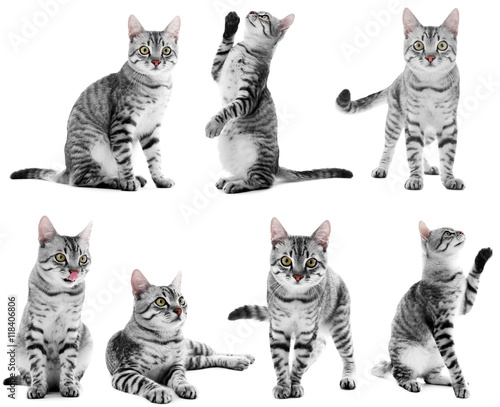 Beautiful cat collection isolated on white