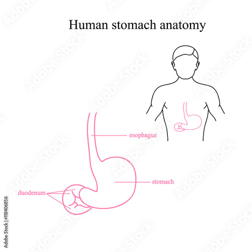 The anatomy of the human stomach. Location of the stomach in a human body. Stomach and esophagus.