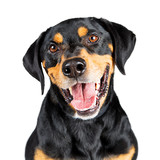 Closeup Portrait Happy Rottweiler Crossbreed Dog