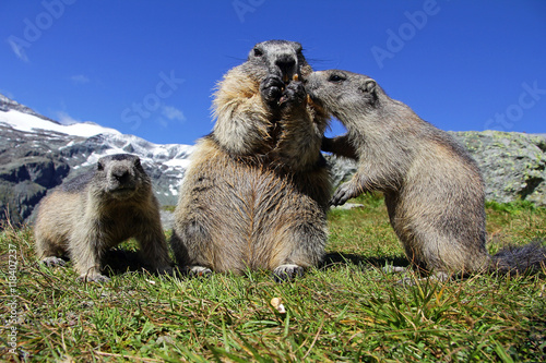 Murmeltierfamilie im Gebirge. Ein Murmeltier mit zwei Jungen © Astrid Gast