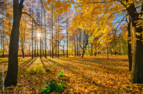 Golden foliage in the autumn park