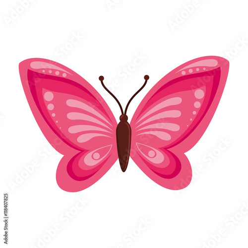 butterfly animal insect animal wings fly front open spring artistic vector illustration isolated © Gstudio