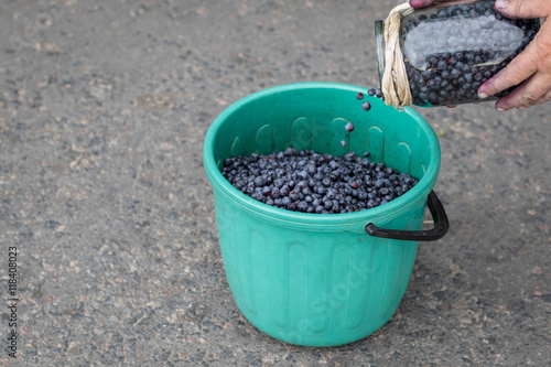 Ripe blueberries in a bucket on the road.