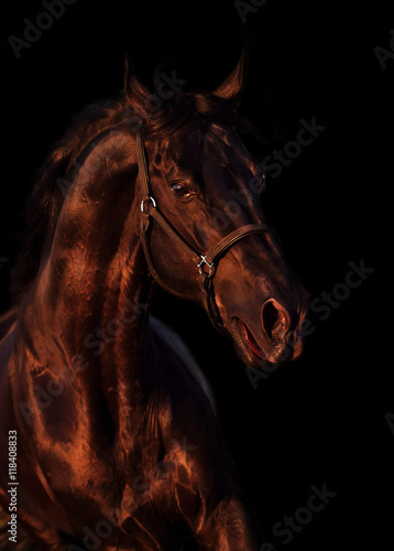 emotion portrait of beautiful black breed stallion in field