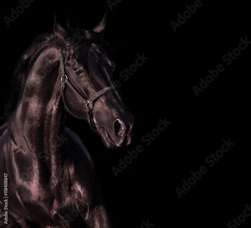 emotion portrait of beautiful black breed stallion in field © anakondasp