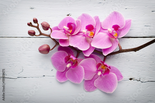 Fototapeta Naklejka Na Ścianę i Meble -  Pink orchid flower.