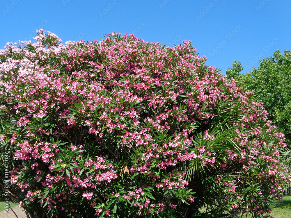 Blooming oleander bush, pink flowers against blue sky Blooming oleander bush, pink flowers against blue sky