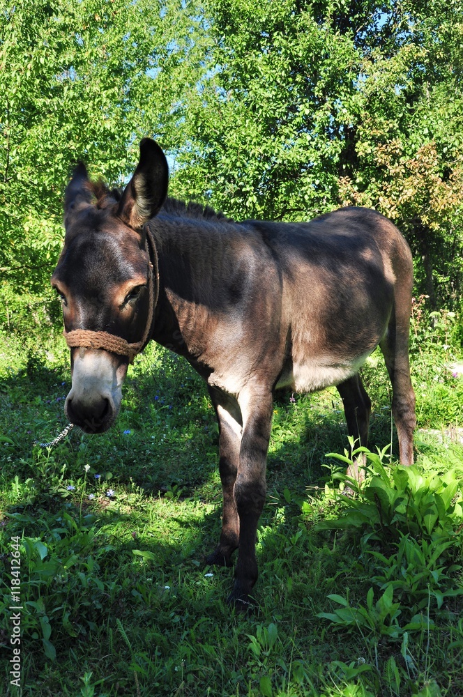 Fototapeta premium Esel