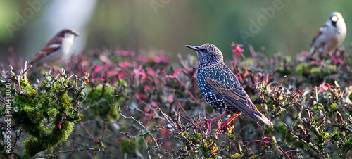 one starling bird looking at two house sparrows on bush