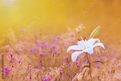 Fototapeta Naklejka Na Ścianę i Meble -  Biała lilia między chabrami a zachód słońca zmienia kolor wieczoru w złoty