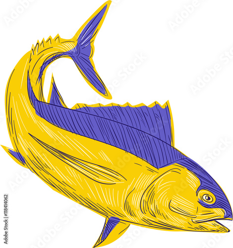 Albacore Tuna Fish Drawing photo