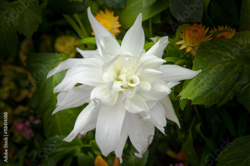 Beautiful flower close up inside Singapore botanical garden