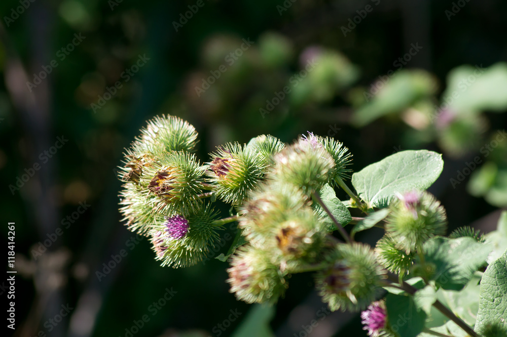 Roadsides thistle (Carduus acanthoides) Roadsides thistle (Carduus acanthoides)