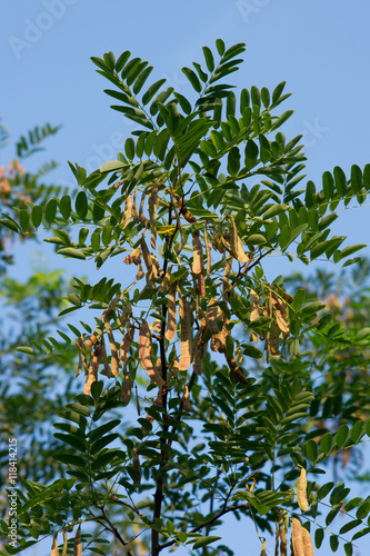 black locust (Robinia pseudoacacia) core photo