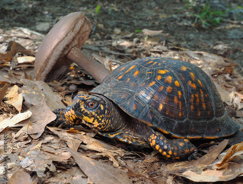 Eastern Box Turtle Crawling Through the Fallen Leaves and Mushro