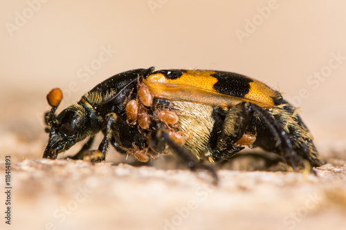 Nicrophorus vespillo burying beetle with mites. Orange and black carrion beetle in family Silphidae with load of phoretic mites around thorax and abdomen photo