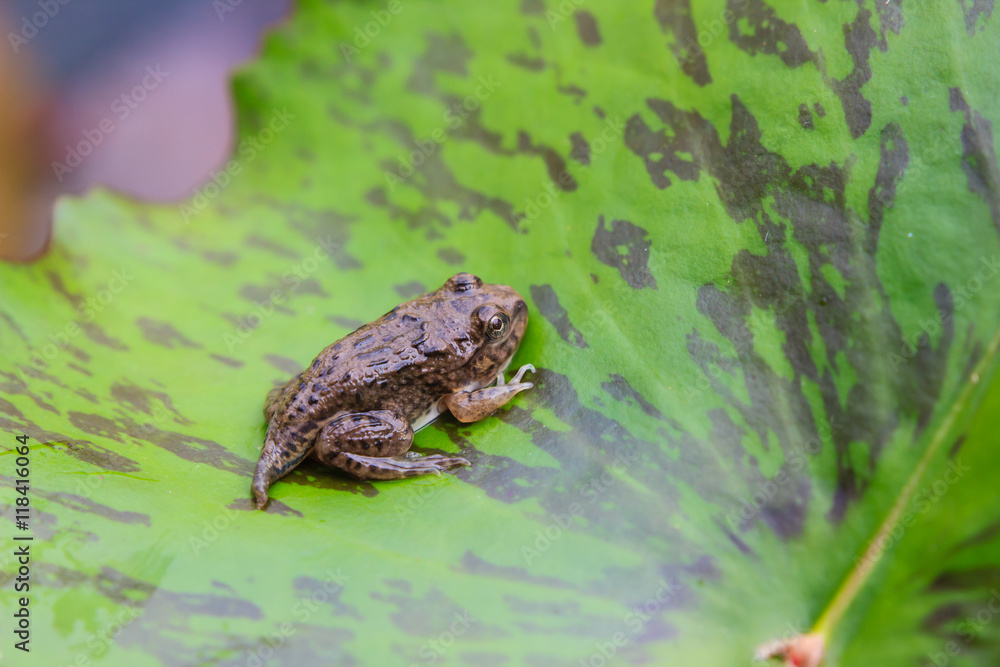 Obraz premium tadpoles or Baby frogs on a leaf