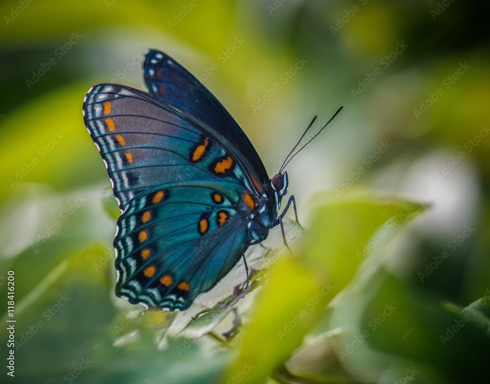 Obraz premium butterfly