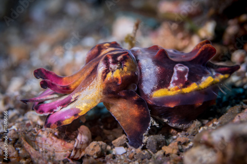 Flamboyant Cuttlefish (Metasepia pfefferi) with flamboyant colors