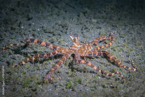 Wunderpus photogenicus octopus in Lembeh