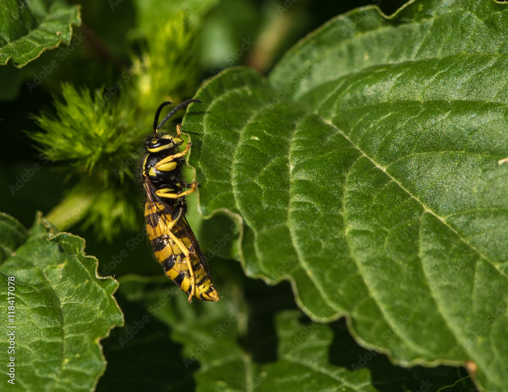 Wasp Early Summer Appearance Wasp Early Summer Appearance