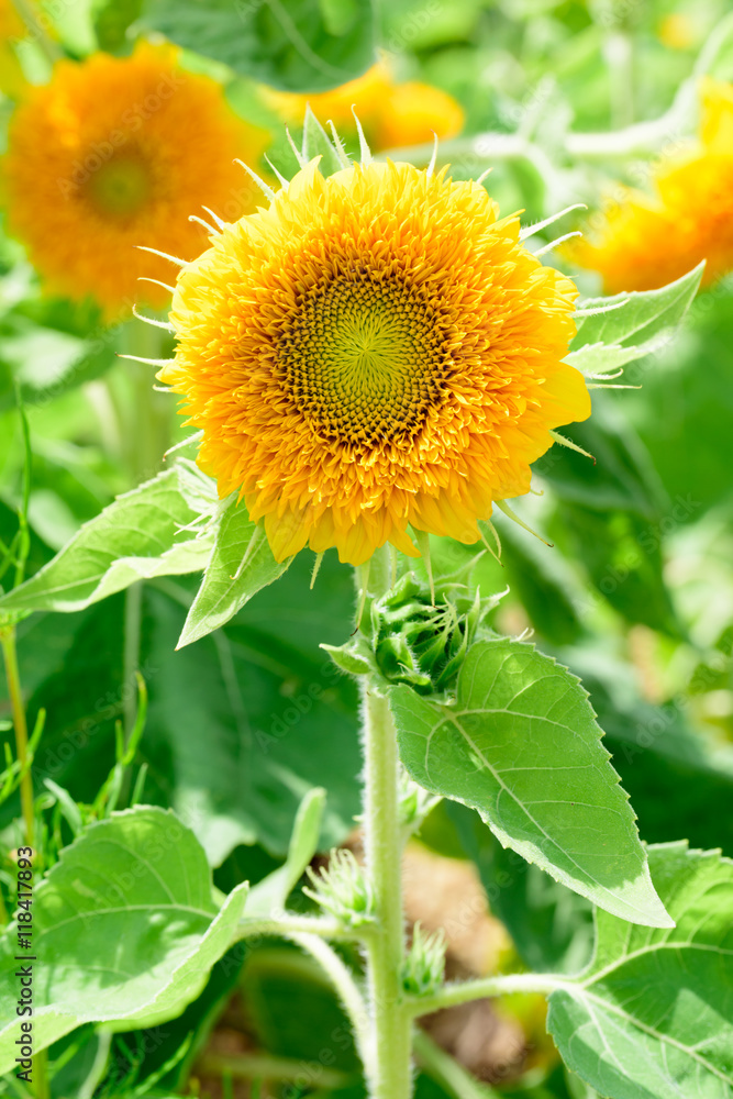 Obraz premium Sunflower 'Teddy bear' 