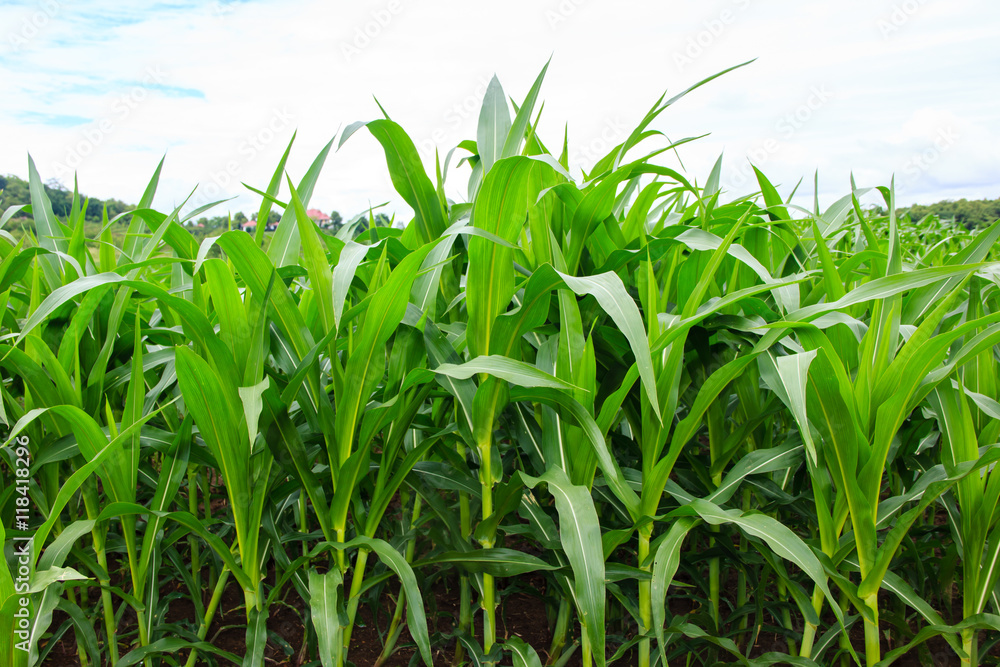 Green corn field Green corn field