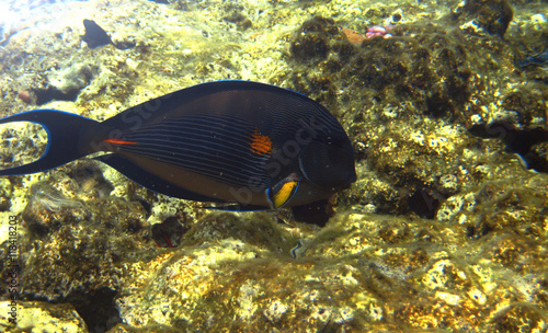 Tropical exotic fish acanthurus underwater in the water Red Sea © scullery