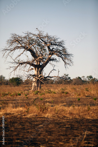 baobab na afrykańskiej sawannie © agarianna