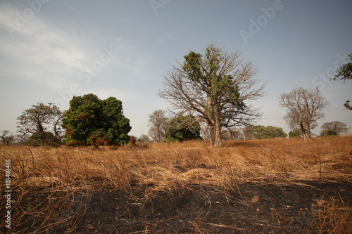 baobab i inne drzewa na afrykańskiej sawannie © agarianna