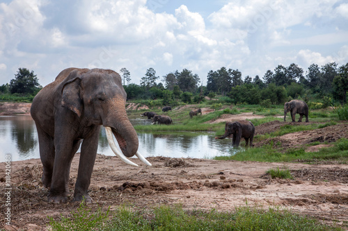 Photography Asia elephant in the forest