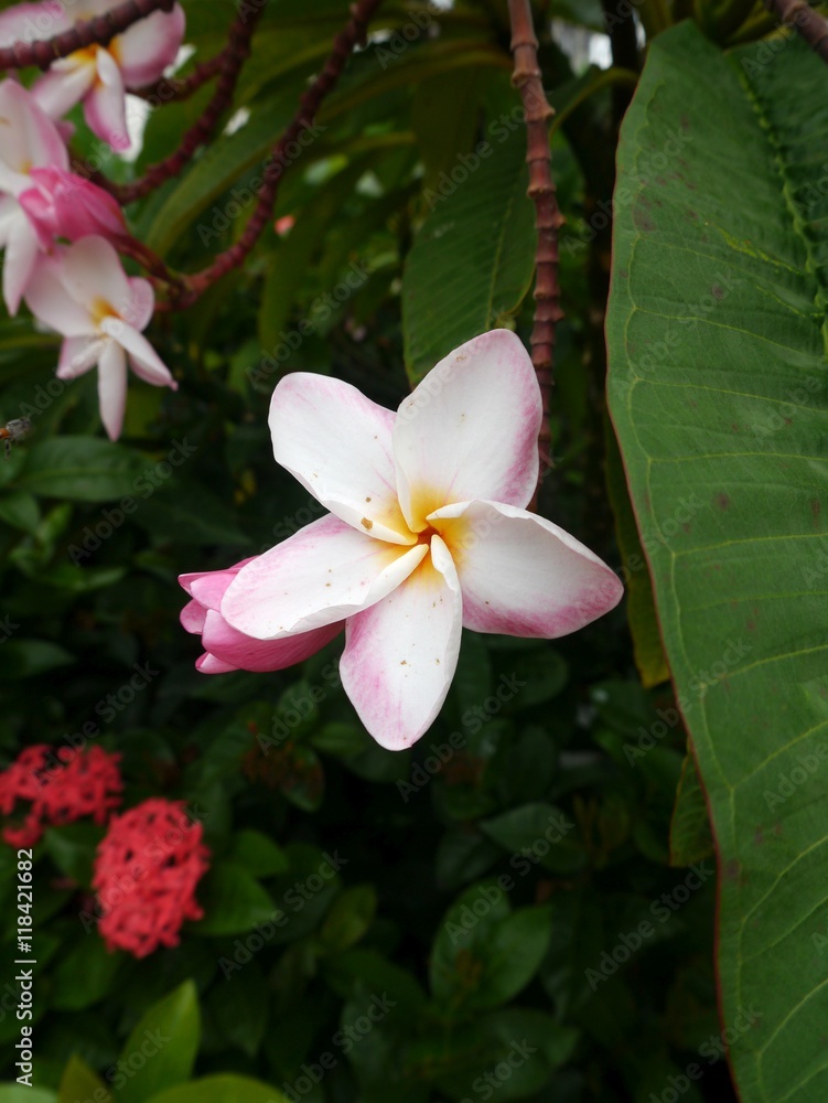 Frangipani flowers