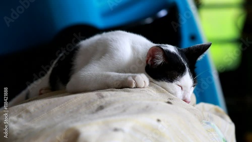 Cat sleeping peaceful on motorcycl photo