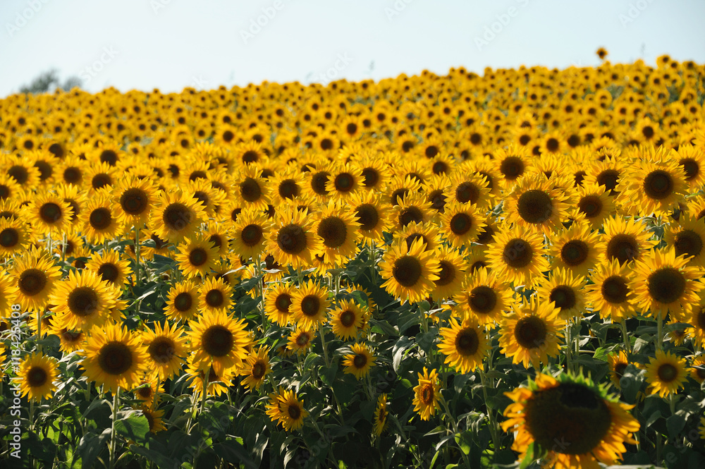 Fototapeta premium sunflower blooming in the field in summer