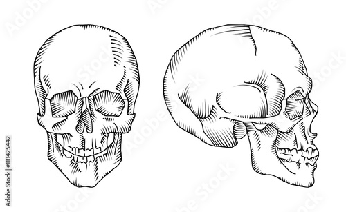 Illustration of anatomical skull