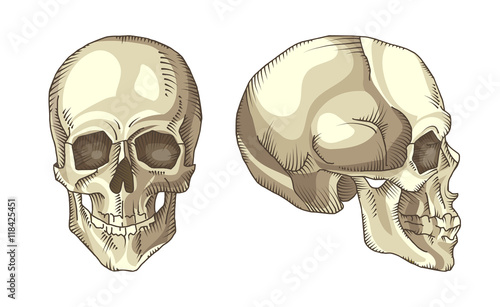 Illustration of anatomical skull