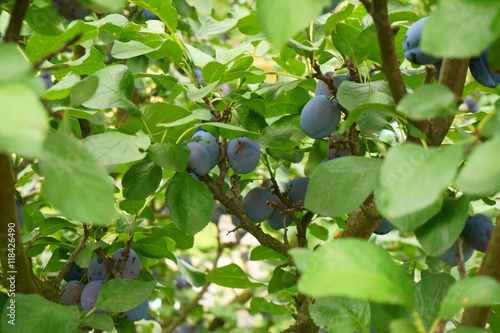Obraz na płótnie plum tree with fruits