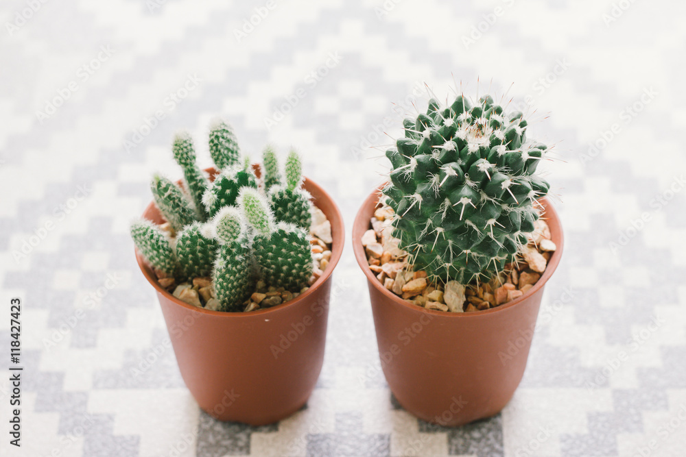 Cactus Cactus