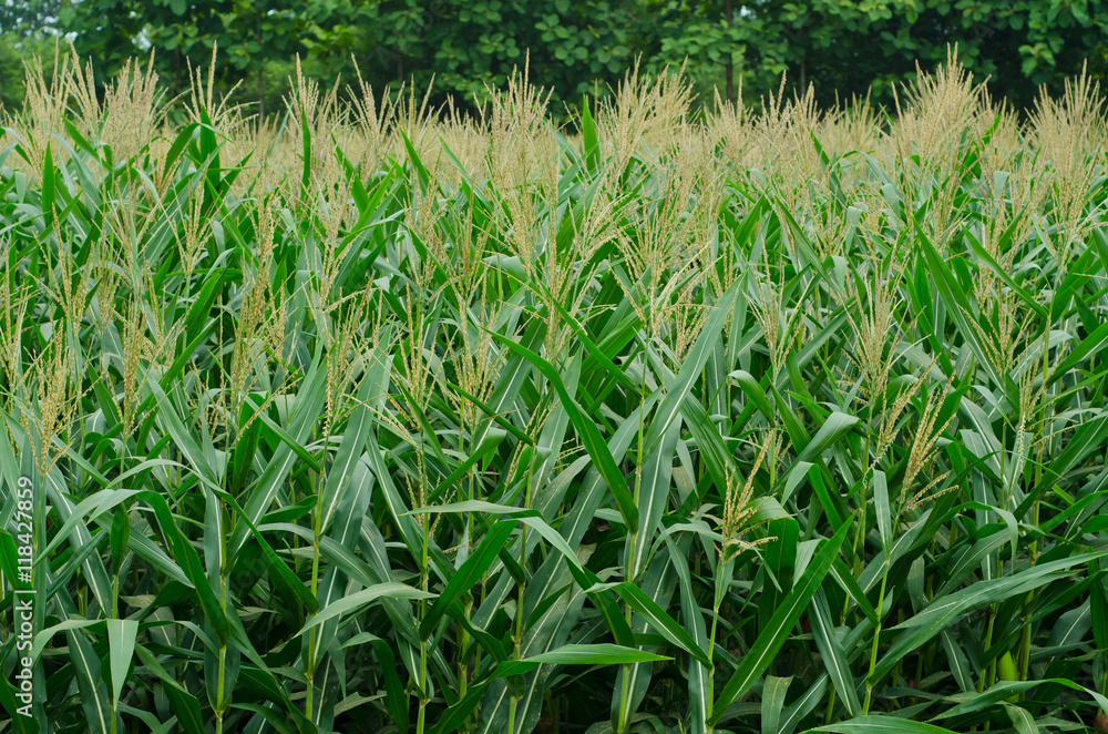 Fototapeta premium Rows and Rows of fresh unpicked corn.