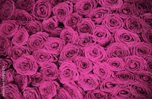 red roses background